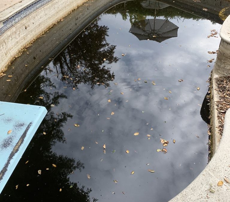 Why Does My Pool Have A Green Algae Color?